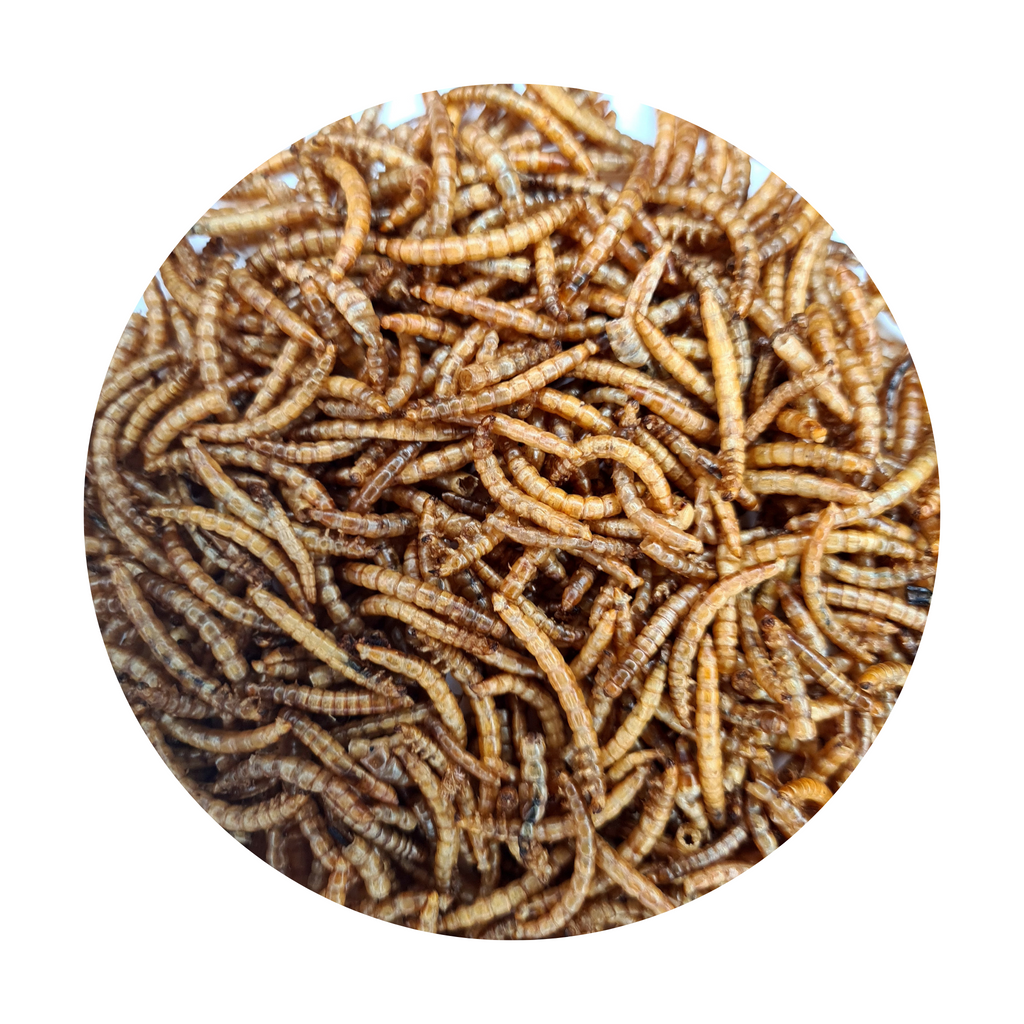 Meal Worm Larvae 500g