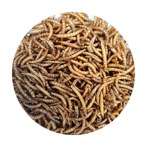 Meal Worm Larvae 500g